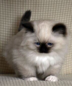 RAGDOLL koťátka: - 6