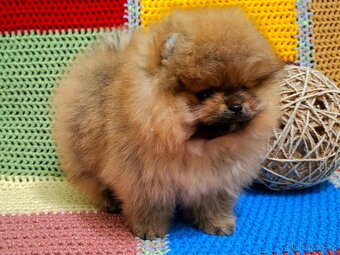 Holčička pomeranian s pp - 6