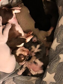 Čivava krátkosrstá - 6