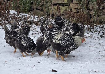 Wyandotka velká stříbrná -kohouti - 6