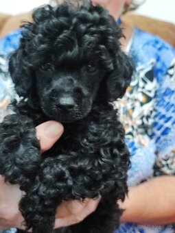 Pudl trpasličí černý a hnědý s P.P. - 6