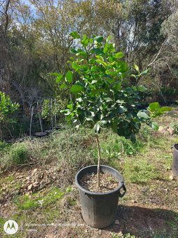 Citrusy v květináči, pomeranče, citróny, mandarinky - 6