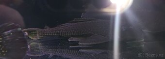 Akvarium - 6