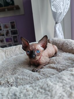 Sphynx - 6