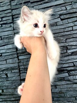 Ragdoll kocourek - 6