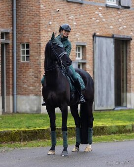 Equestrian Stockholm Sycamore Green DL a VS - 6