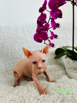 Sphynx koťátka - 6