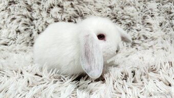 Zakrslý beránek, králíček, králík - MOLLY A MATEO - 6