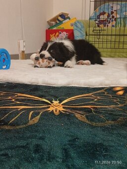 Border kolie štěně - 6