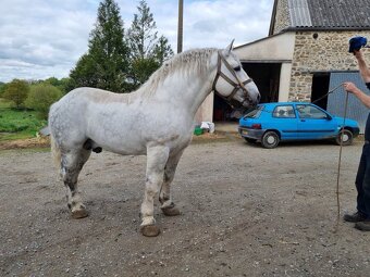 Percheron kobylka - 6