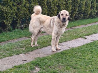 Turecký kangal - 6