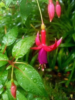 Fuchsie, fuchsie keřová, keře, trvalky, balkonové rostliny - 6