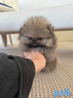 Pomeranian mini - 6