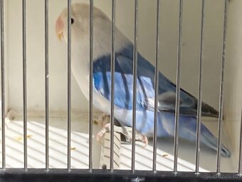 agapornis fischeri - 6