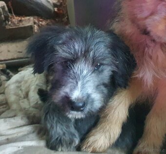 Stene krizenec borderkolie × holandsky pinc - 6