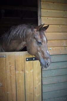 Připouštění GEE RONNIE MO - 6