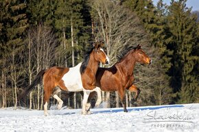 Šestiletý valach po Cola (Contender) - 6