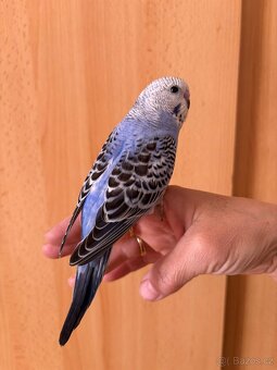 Prodám mladé andulky po vylétnutí z budky - 6