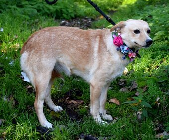 FLORIANA K ADOPCI - 2 ROKY, VDĚČNÁ,MILÁ,KAMARÁDSKÁ - 6