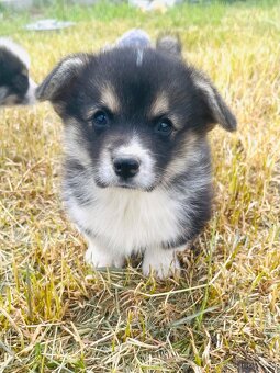 Welsh corgi pembroke s PP (FCI) - 6