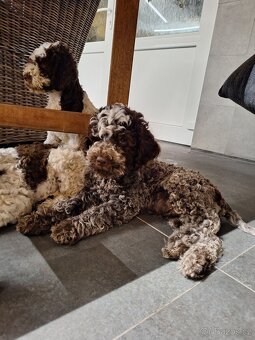 Lagotto romagnolo s PP (italský vodní pes) - 6