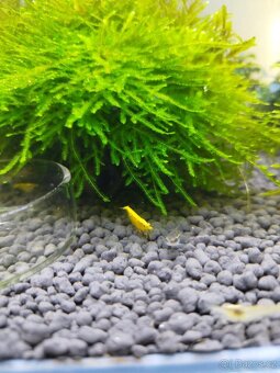 🌿 Krevetárium 30l 🌿 - 6