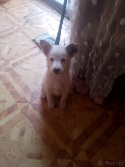 Bordó kolie x německý špic - 6