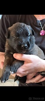 Belgický ovčák malinois s PP - 6