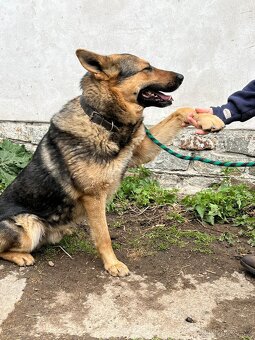 Německý ovčák štěňata - 6