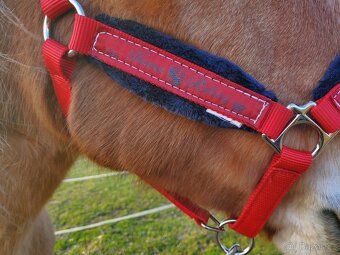 Ohlávka s vodítkem - 6