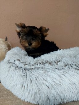 Yorkshire terrier - 6