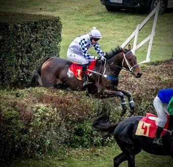 Prodám valacha A1/1 - 6