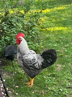 Kohouti z domácího chovu - 6