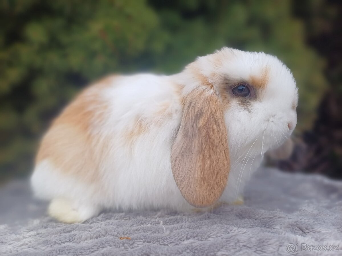 ★Poslední Volný Sameček Zakrslý Beránek MiniLop★ - 7