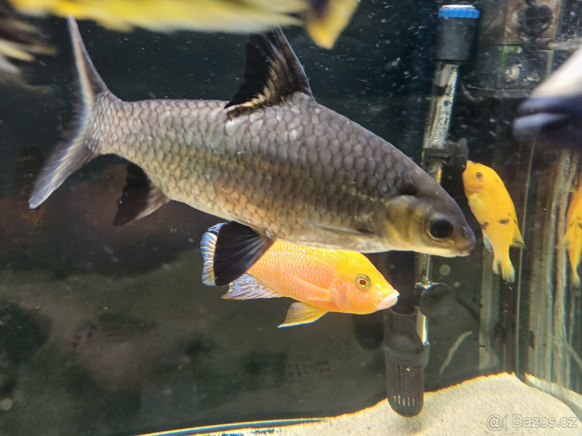 Parmička žraločí - 7