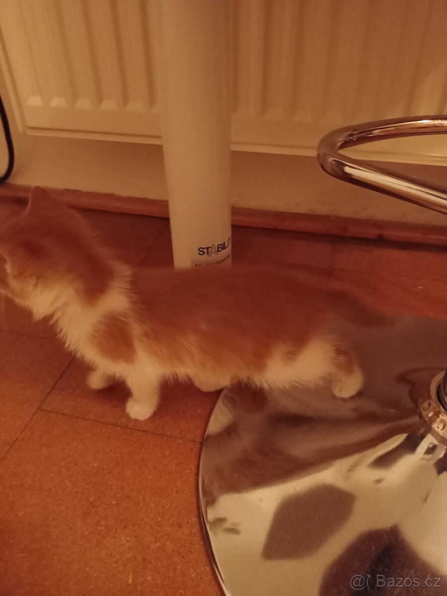 2 kocourci - 7