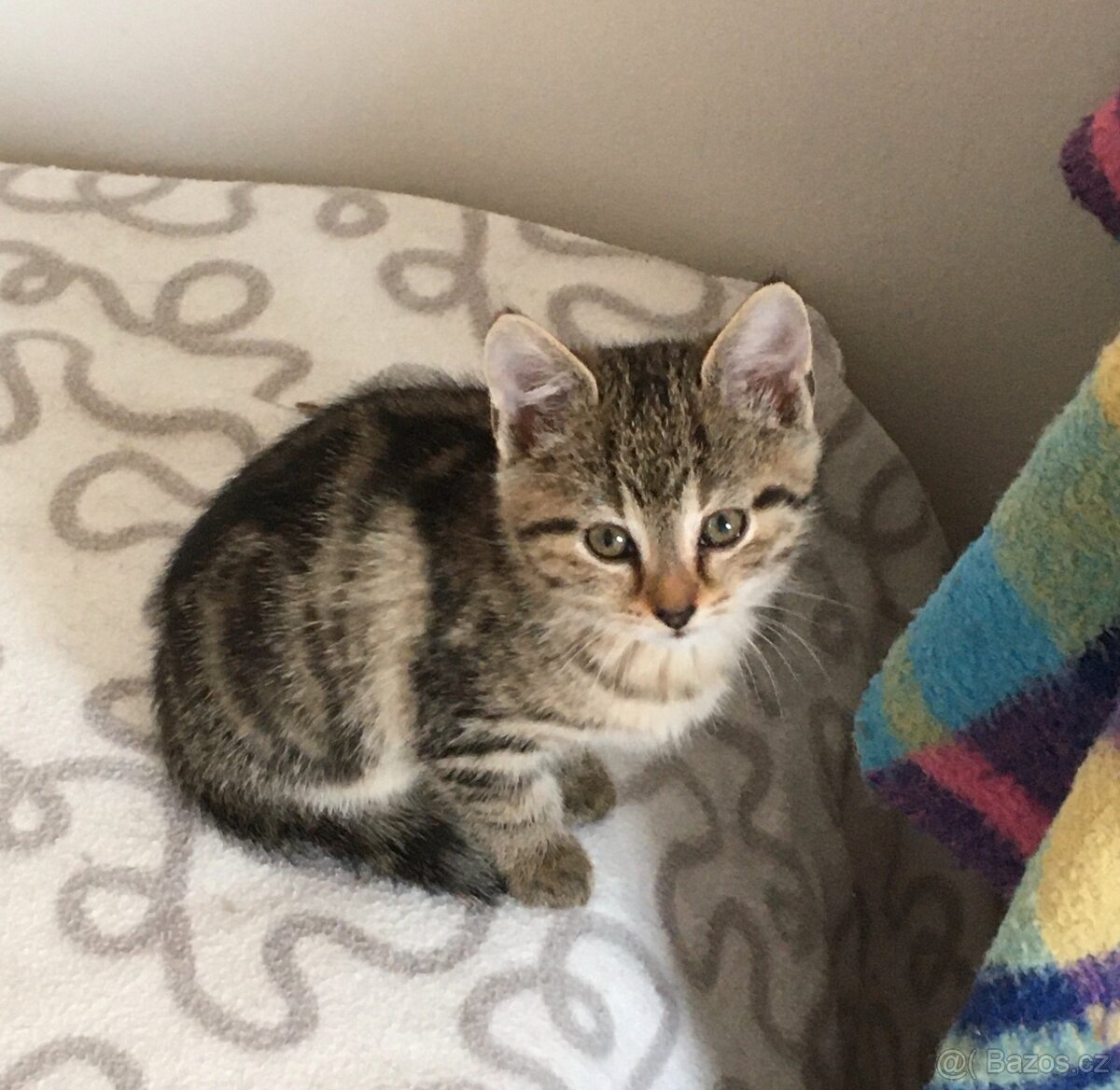 Kočičí maminka - 7