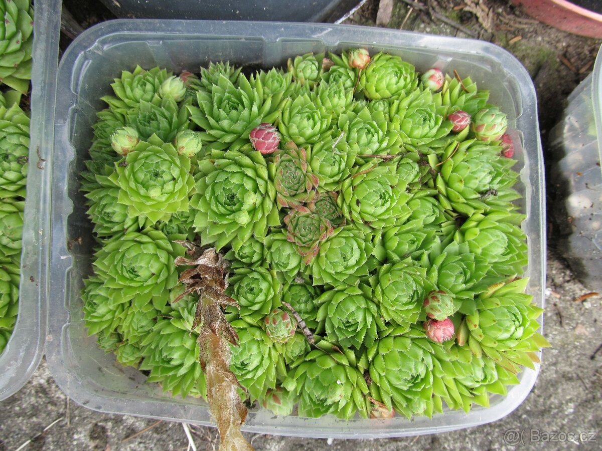 Netřesky na skalku, zídku, střechu - 7