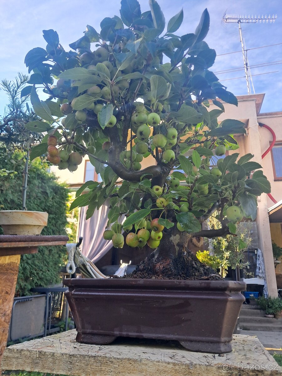 Bonsaj,bonsai Jabloň - 7