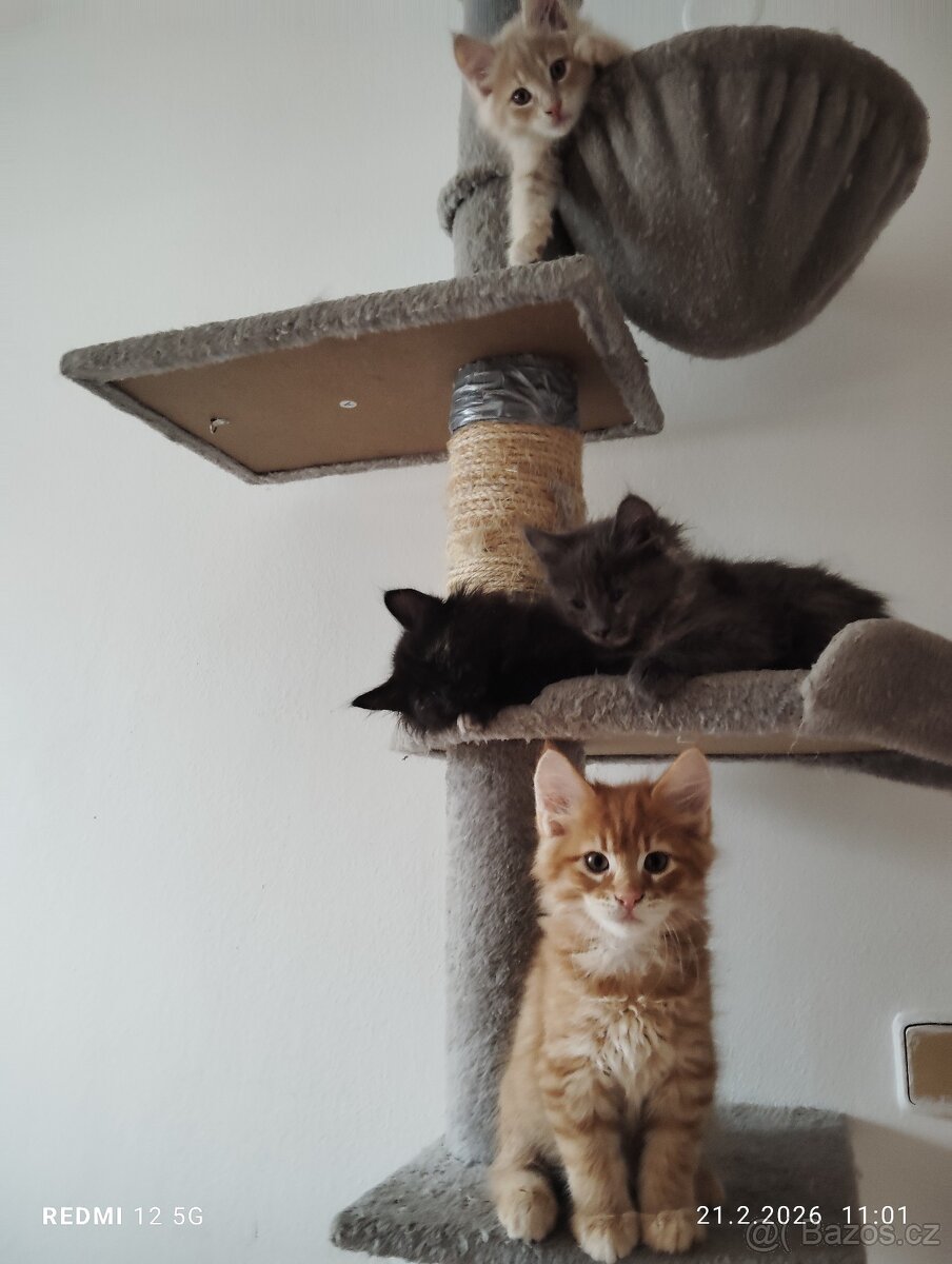 Mainská mývalí - 7