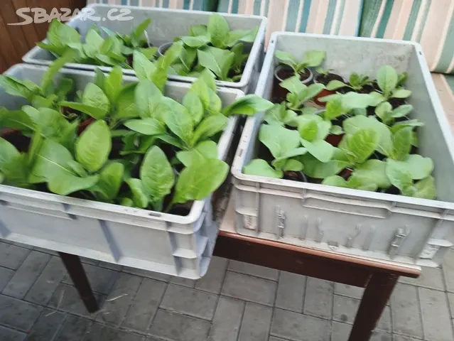 Tabak Virginský semínka - 7