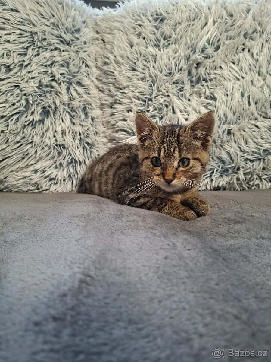 Daruji kočičky - SPĚCHÁ (mohu dovézt po dohodě) - 7
