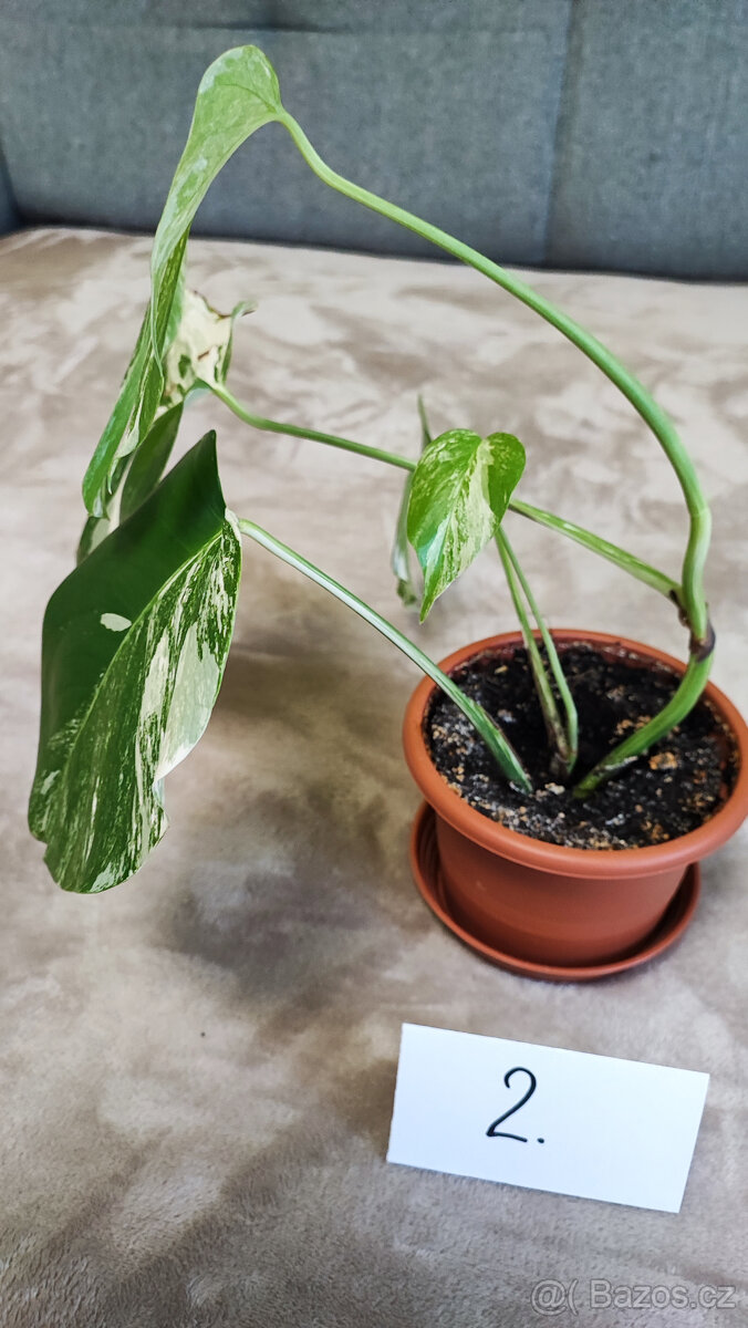 Panašovaná Monstera albo - 7