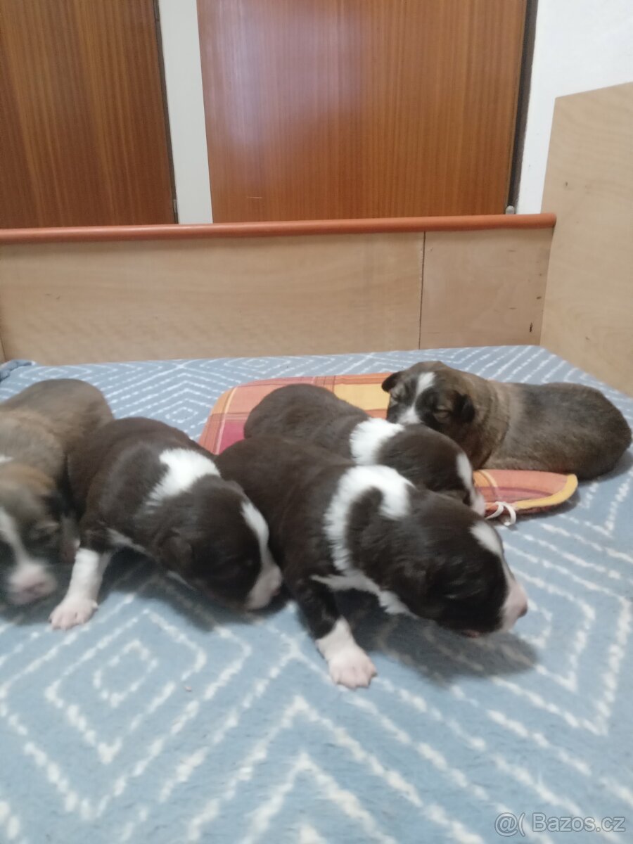 Štěňata Border kolie bez PP - 7