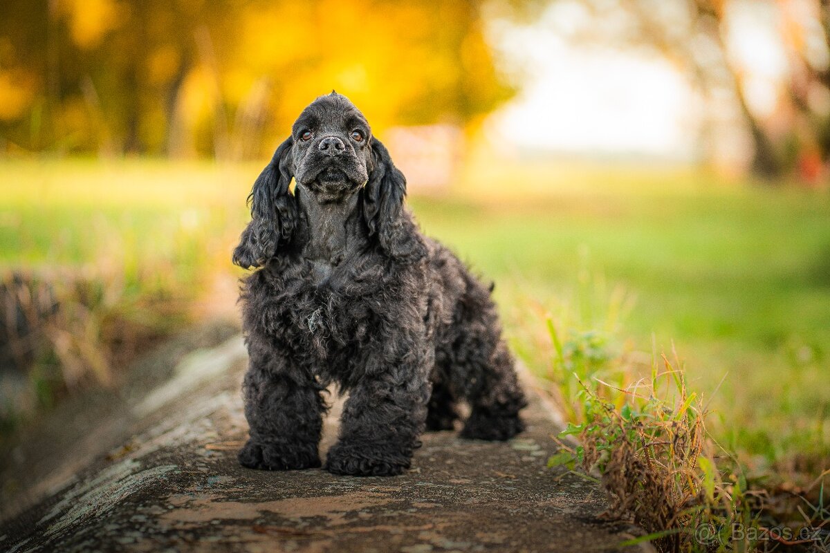 Americký kokršpaněl s PP - 7