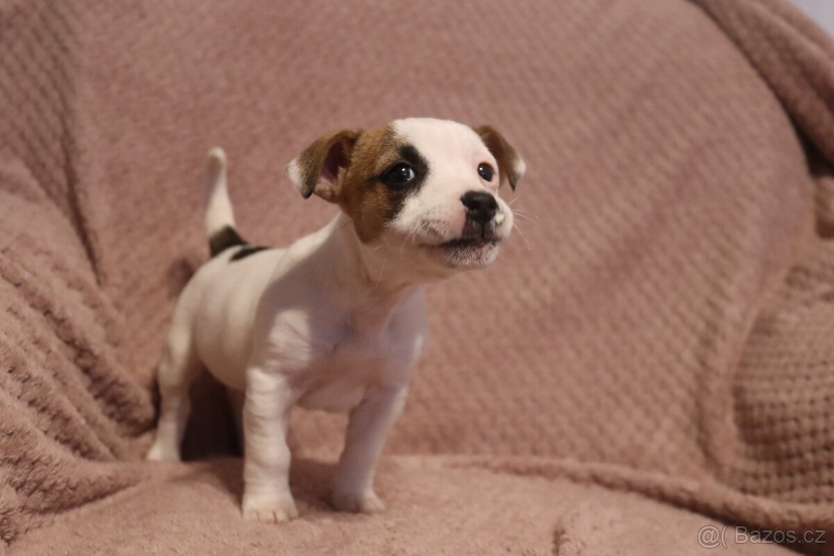 Jack Russell teriér - 7