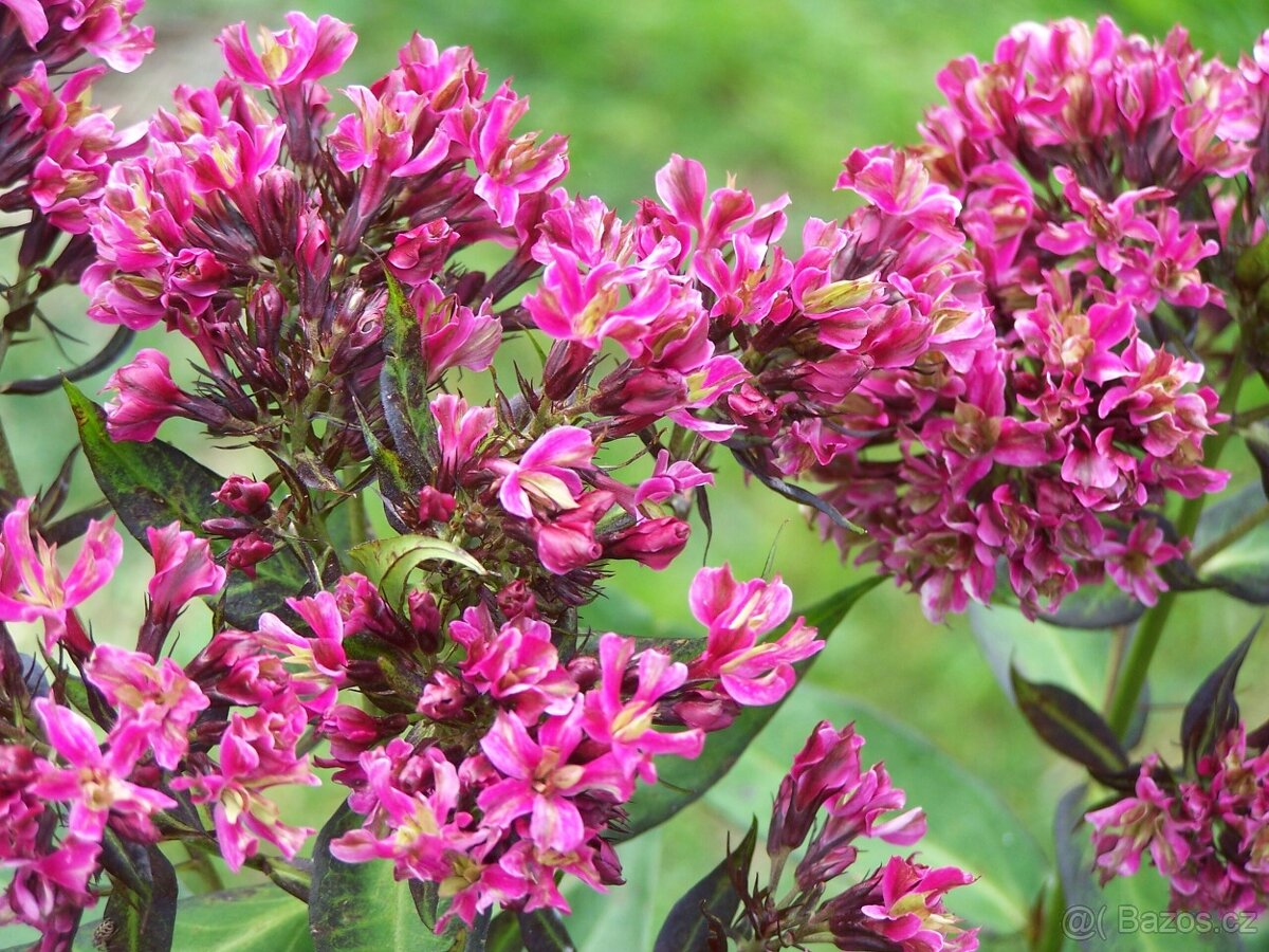 Flox, plamenka latnatá - 7