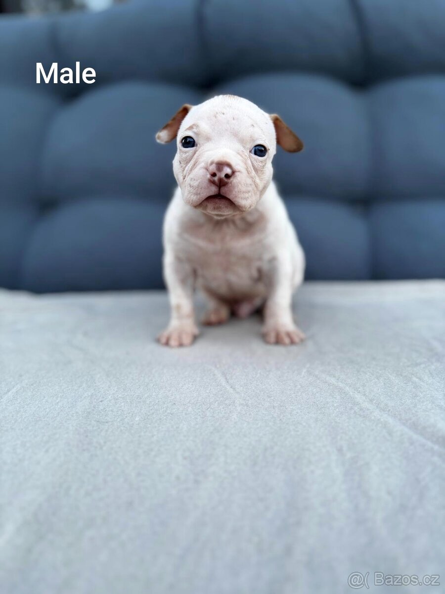 American Bully Pocket - 7