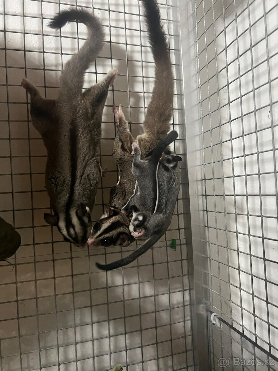 Vakoveverka 🐿️ Létavá - 7