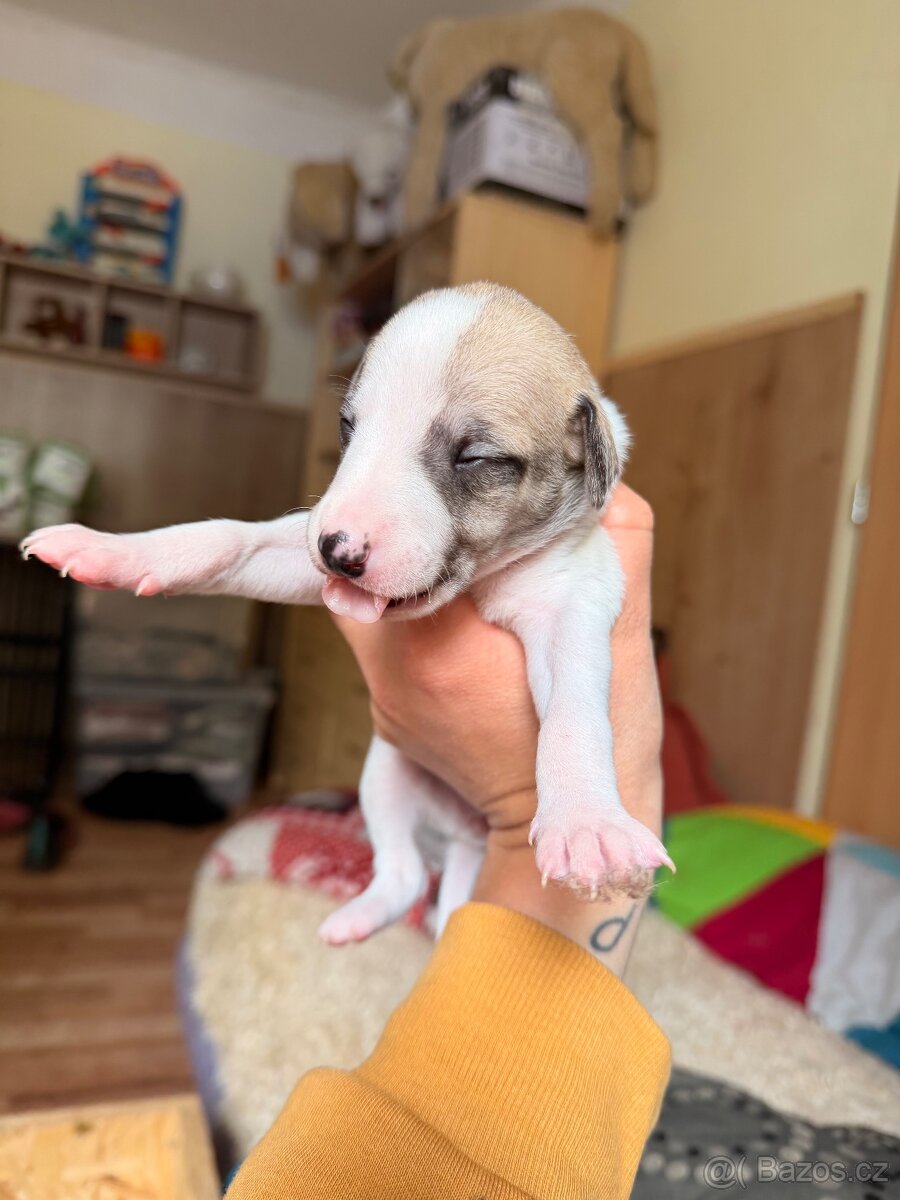 Whippet s PP - rezervace štěňat - 7